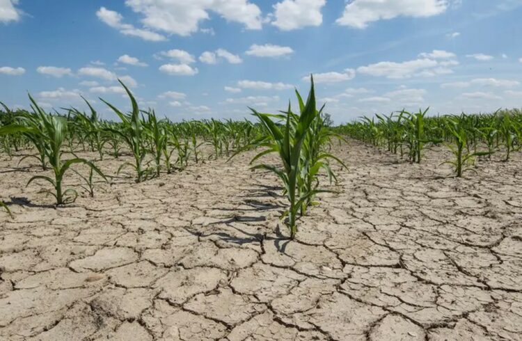 La sequía ya le costó U$D 900 millones a los productores