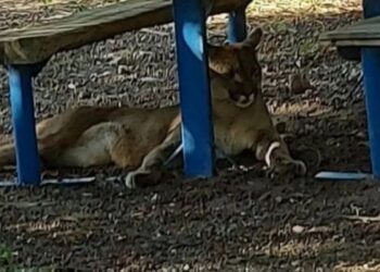 Capturaron a un puma en San Marcos Sierra que sospechan, fue criado como mascota