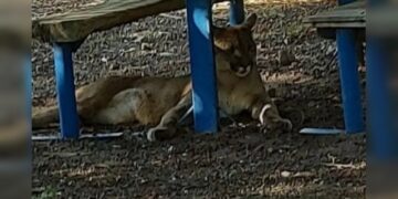 Capturaron a un puma en San Marcos Sierra que sospechan, fue criado como mascota
