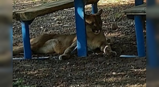 Capturaron a un puma en San Marcos Sierra que sospechan, fue criado como mascota
