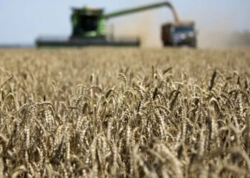 Por las impresionantes sequías, aseguran que se produjo un deterioro en los cultivos de soja y maíz