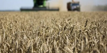 Por las impresionantes sequías, aseguran que se produjo un deterioro en los cultivos de soja y maíz