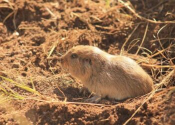Así es el Tuco-Tuco, la nueva especie de mamífero descubierto en Traslasierra