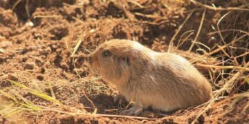 Así es el Tuco-Tuco, la nueva especie de mamífero descubierto en Traslasierra