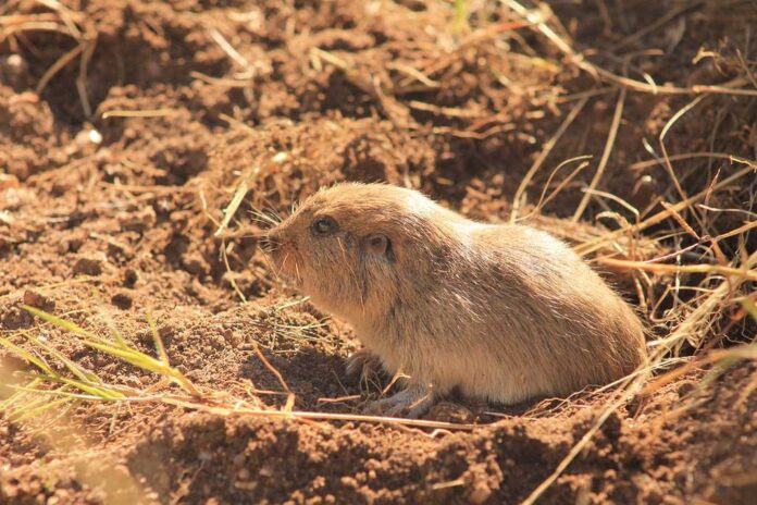 Así es el Tuco-Tuco, la nueva especie de mamífero descubierto en Traslasierra