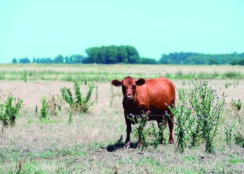 A causa de la sequía, la cosecha será la más baja en cinco años