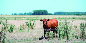 A causa de la sequía, la cosecha será la más baja en cinco años