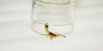 Cómo capturar alacranes de forma segura