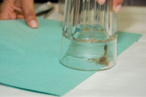 Cómo capturar alacranes de forma segura