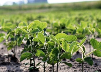 Una importante entidad agraria estima que será la peor campaña de soja de los últimos 15 años