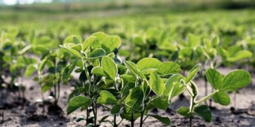 Una importante entidad agraria estima que será la peor campaña de soja de los últimos 15 años