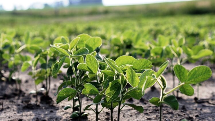 Una importante entidad agraria estima que será la peor campaña de soja de los últimos 15 años
