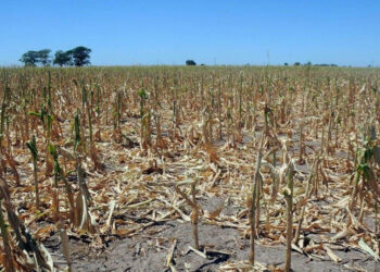 Debido a la sequía, estiman una pérdida de más de 660.000 hectáreas de cultivos