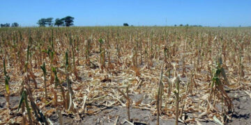 Debido a la sequía, estiman una pérdida de más de 660.000 hectáreas de cultivos