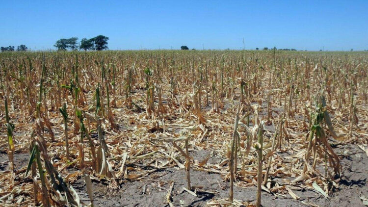 Debido a la sequía, estiman una pérdida de más de 660.000 hectáreas de cultivos