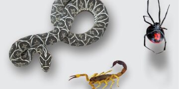 Cómo evitar accidentes, qué hacer si ocurren o si aparecen estos animales