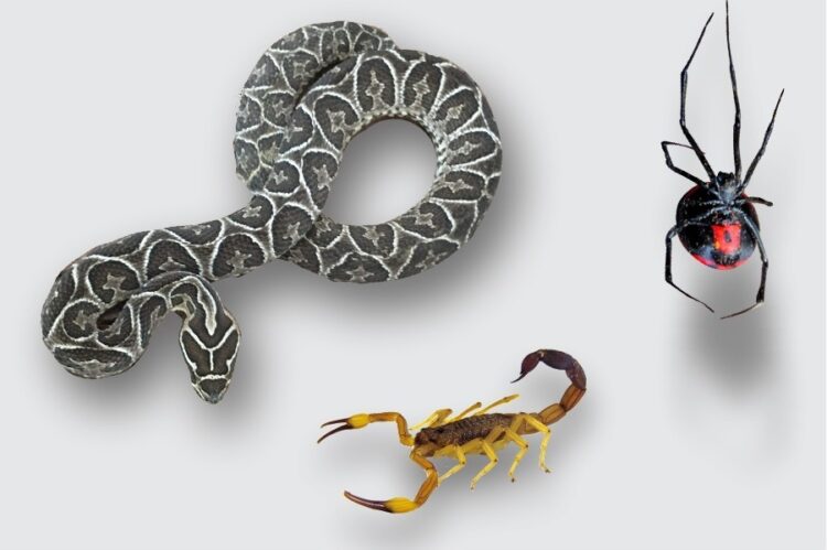 Cómo evitar accidentes, qué hacer si ocurren o si aparecen estos animales