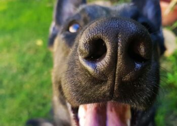 Así funciona el cerebro de los perros cuando olfatean