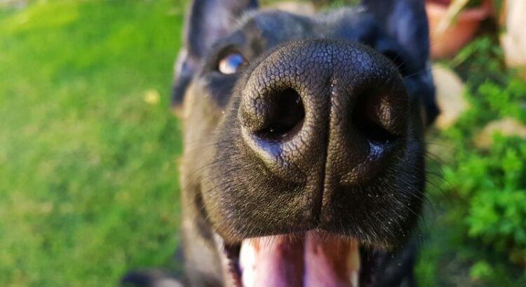 Así funciona el cerebro de los perros cuando olfatean