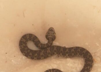 Salieron al quincho de su casa en Parque Deán Funes y se toparon con una yarará