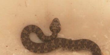 Salieron al quincho de su casa en Parque Deán Funes y se toparon con una yarará