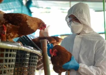 Ya son seis los casos de gripe aviar en la provincia de Córdoba