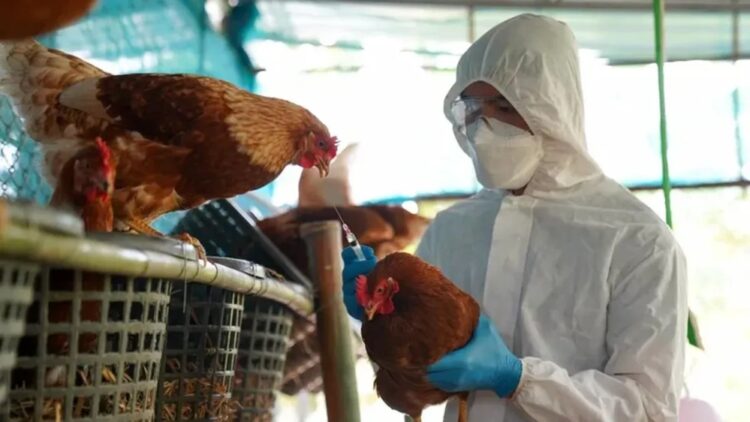 Ya son seis los casos de gripe aviar en la provincia de Córdoba