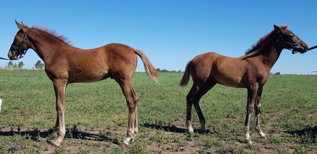 Se reportó el primer caso de modificación de sexo en caballos clonados