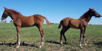 Se reportó el primer caso de modificación de sexo en caballos clonados