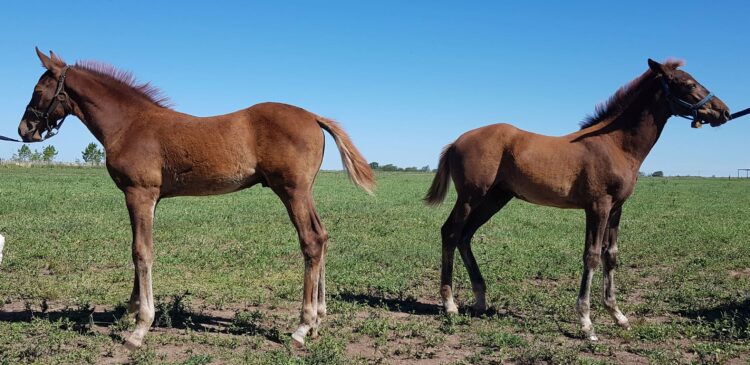 Se reportó el primer caso de modificación de sexo en caballos clonados