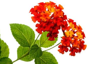 La suerte de dos inmigrantes