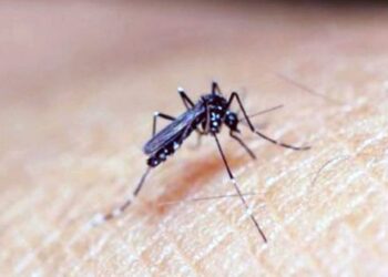 El Ministerio de Salud advierte sobre las variantes de dengue y chikunguña circulantes