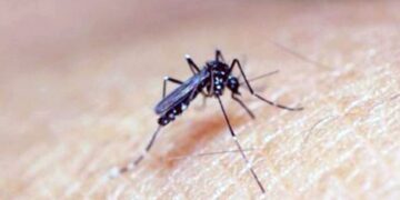 Dengue: la emergencia y las lecciones aprendidas