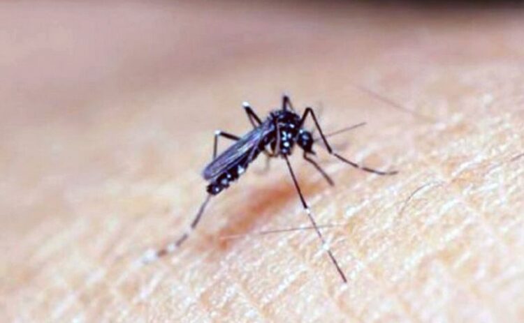 El Ministerio de Salud advierte sobre las variantes de dengue y chikunguña circulantes