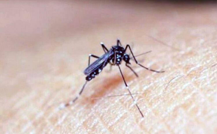 Dengue: la emergencia y las lecciones aprendidas