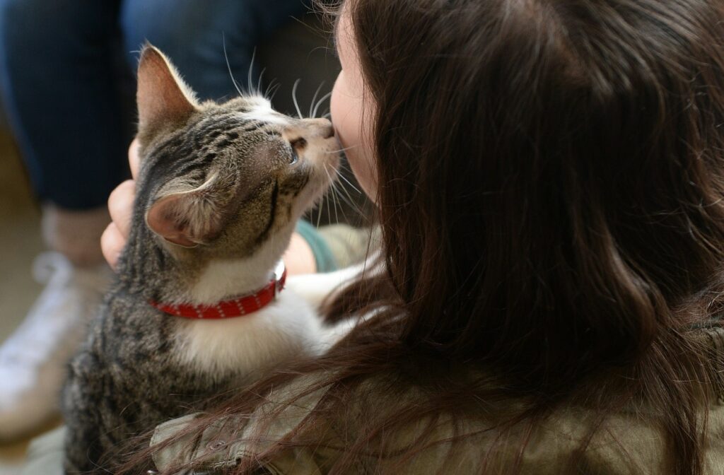 ¿Sabías que los gatos eligen a su persona favorita?