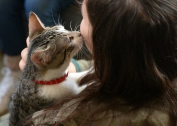 ¿Sabías que los gatos eligen a su persona favorita?
