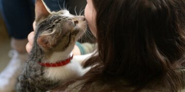 ¿Sabías que los gatos eligen a su persona favorita?