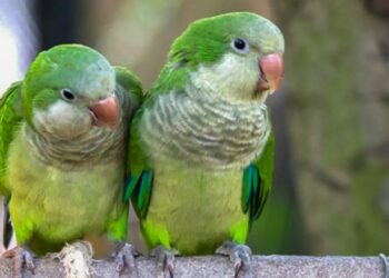 Qué es la psitacosis o «gripe del loro» y cómo prevenirla