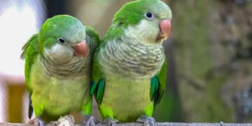 Qué es la psitacosis o «gripe del loro» y cómo prevenirla