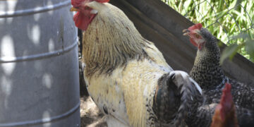 Se reportaron dos nuevos casos positivos en aves de traspatio