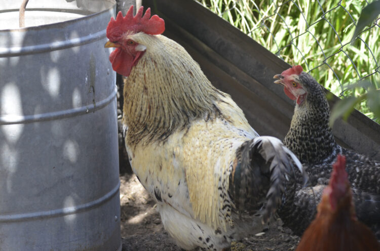 Se reportaron dos nuevos casos positivos en aves de traspatio