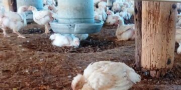 El Senasa confirmó el primer caso de gripe aviar en un ave de corral y suspende las exportaciones