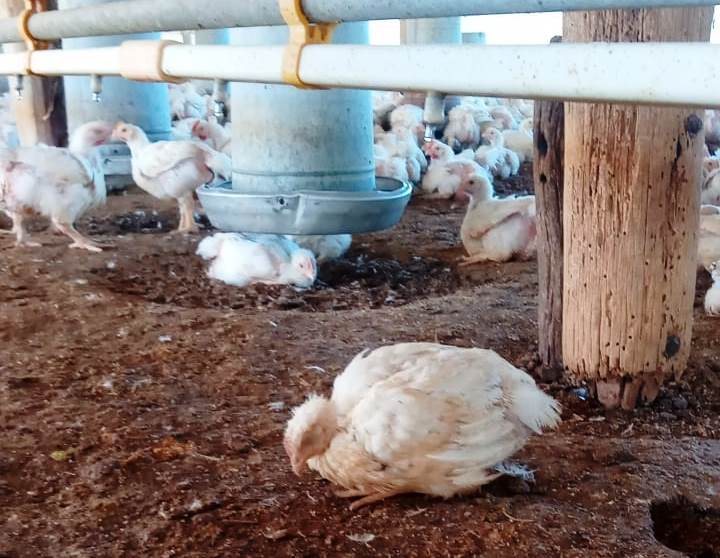 El Senasa confirmó el primer caso de gripe aviar en un ave de corral y suspende las exportaciones