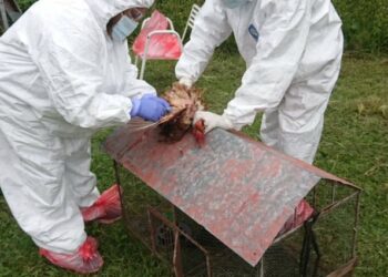 Confirman tres nuevos positivos de influenza aviar y el total de casos asciende a ocho
