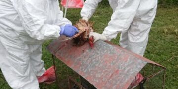 Confirman tres nuevos positivos de influenza aviar y el total de casos asciende a ocho