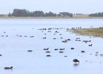 Cierran el predio de un club de pesca ante la aparición de aves muertas por influenza aviar