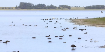 Cierran el predio de un club de pesca ante la aparición de aves muertas por influenza aviar