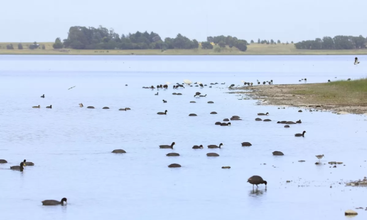 Cierran el predio de un club de pesca ante la aparición de aves muertas por influenza aviar