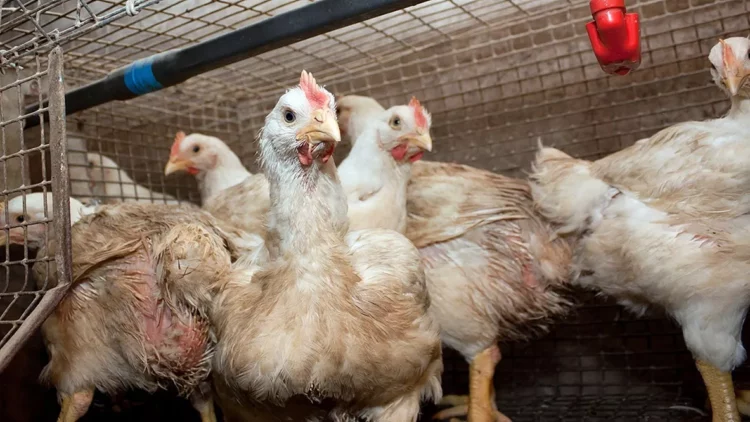 Algunas recomendaciones para evitar el contagio de gripe aviar